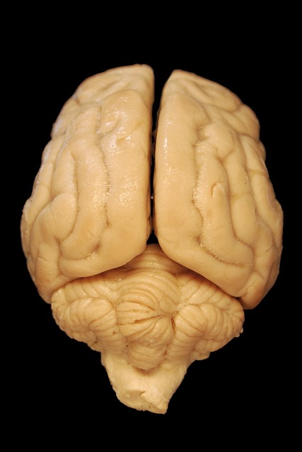 brain, anatomy, dog, pet, biology, animal, dorsal, body, veterinary medicine, cerebrum, cerebellum, science
