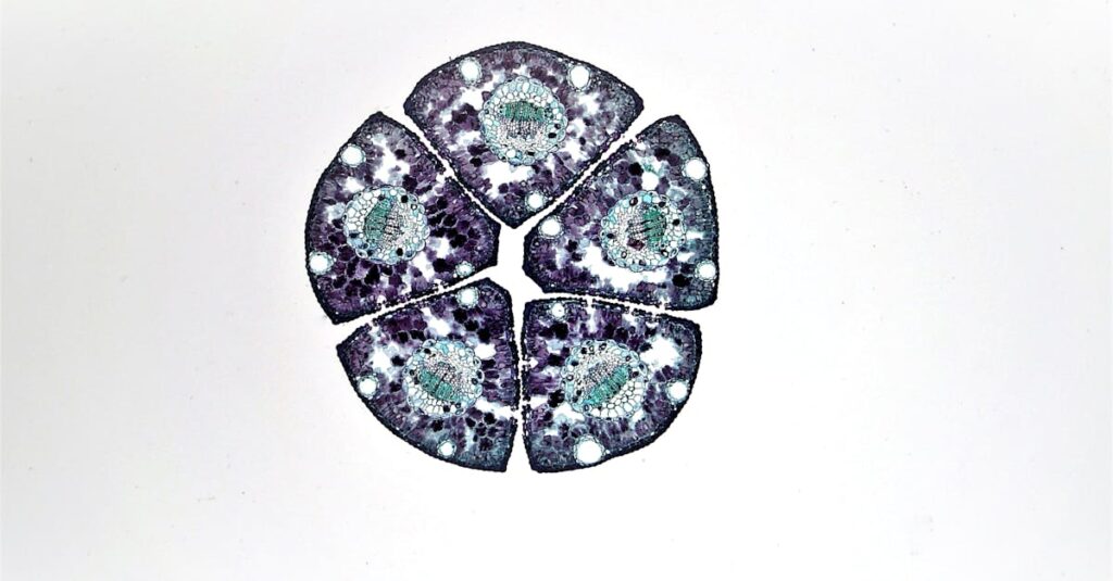 Detailed botanical cell structure observed under a microscope, high resolution.