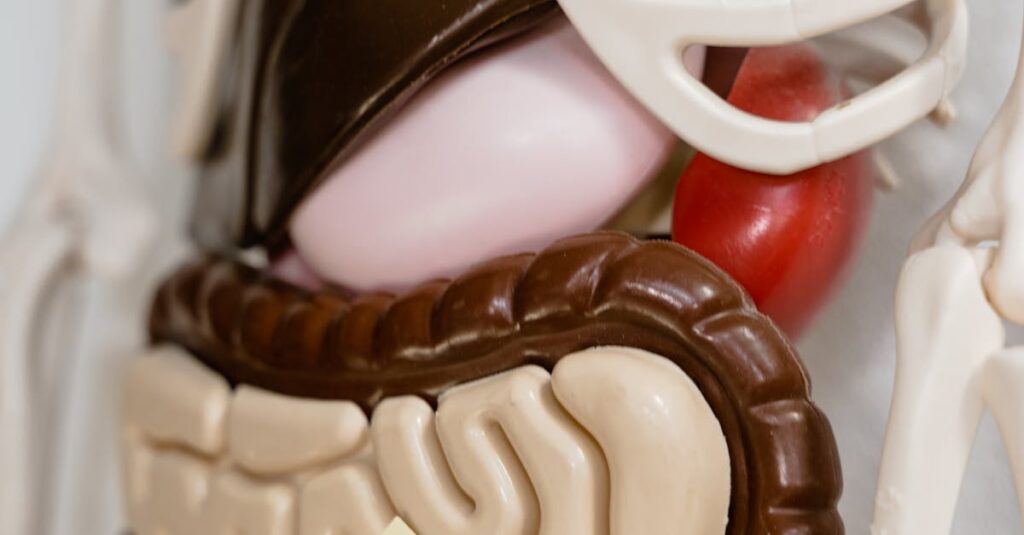 Close-up view of anatomy model showing stomach marked with a sticky note, ideal for educational use.