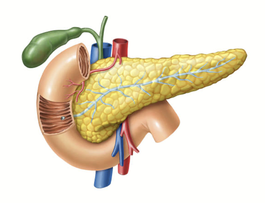 Pancreas