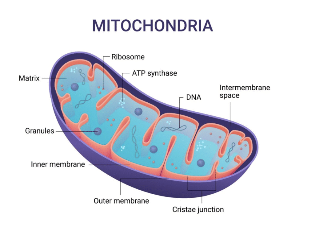 Mitochondriat