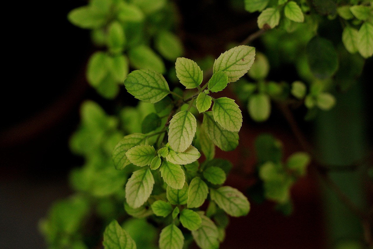 leaves, tulsi, plant, green, tulsi, tulsi, tulsi, tulsi, tulsi
