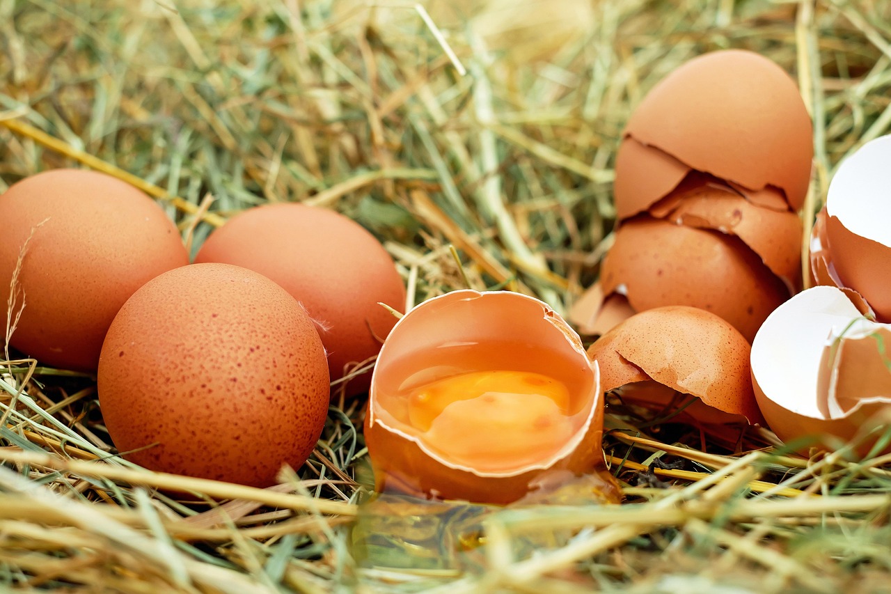 eggs, chicken eggs, raw eggs, eggshells, egg yolk, protein, broken, nest, chicken nest, poultry, eggs, eggs, eggs, eggs, eggs