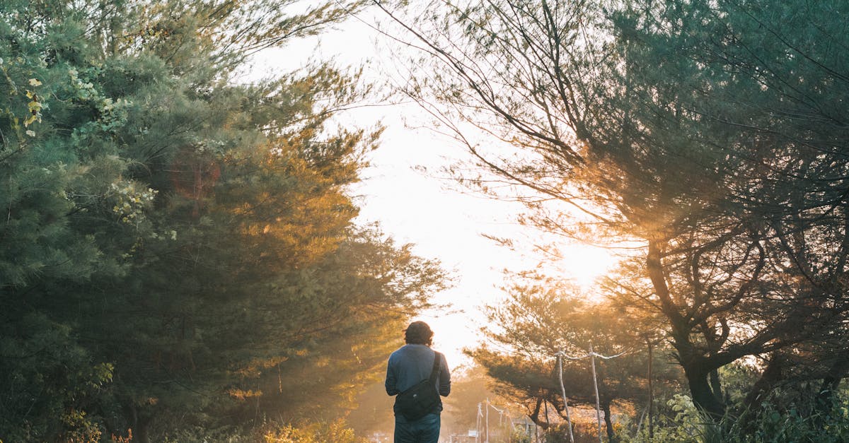 A man walks down a sunlit forest path, surrounded by trees in a tranquil morning light.