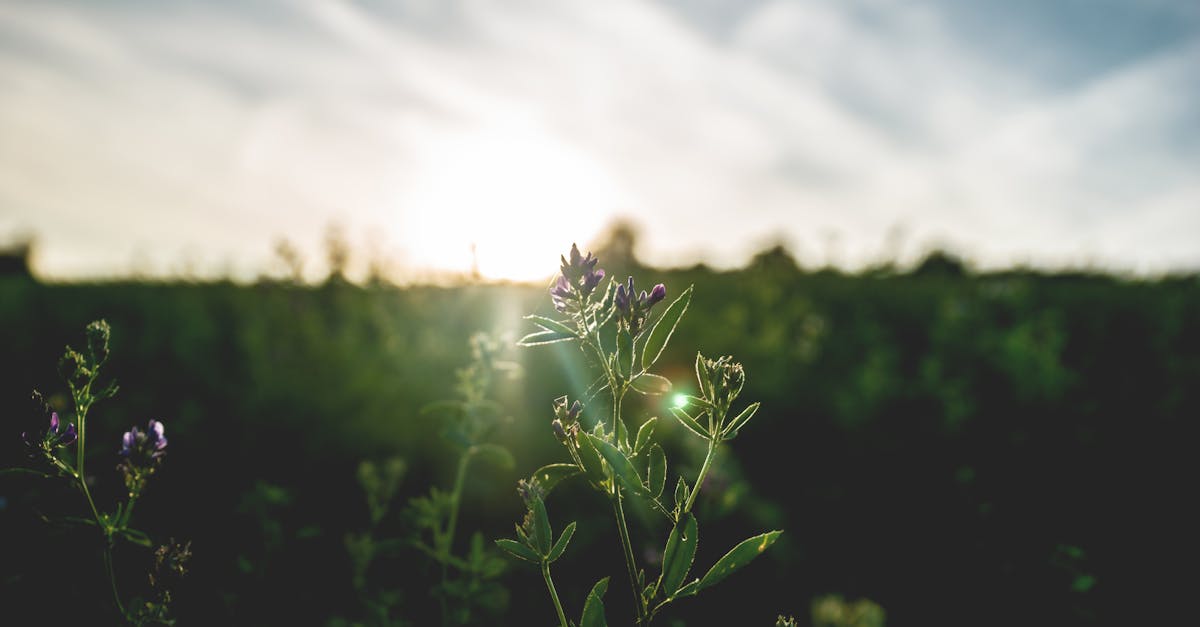 Close-up of blooming flower with sun rays in a summer meadow at sunset.